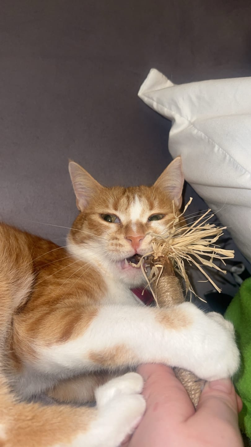 Customer photo review of RYERCAT Silvervine Cat Dental Sticks