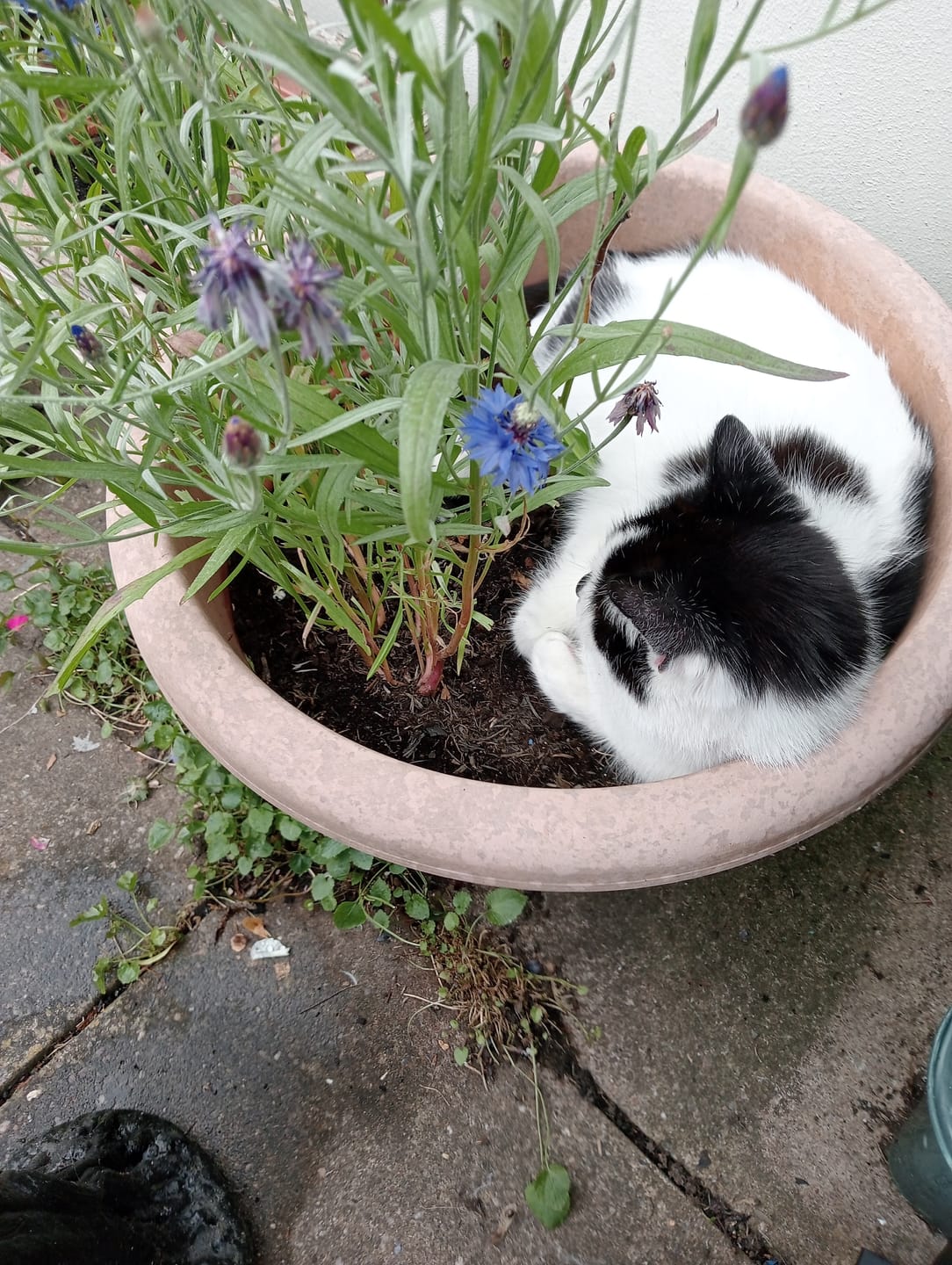 Customer photo review of Cat Duo Pack