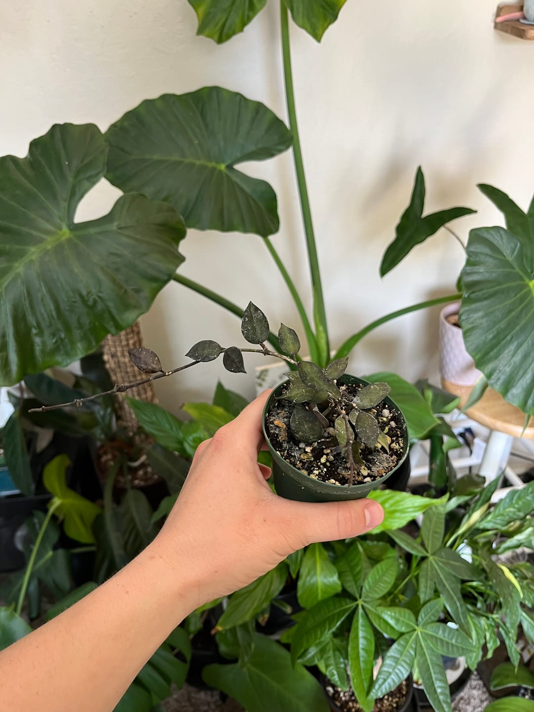 Customer photo review of Hoya krohniana 'Black'