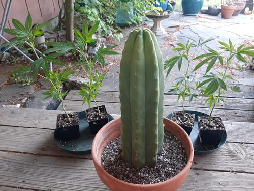 Customer photo review of San Pedro Cactus Cuttings | Echinopsis (Trichocereus) pachanoi Cuttings