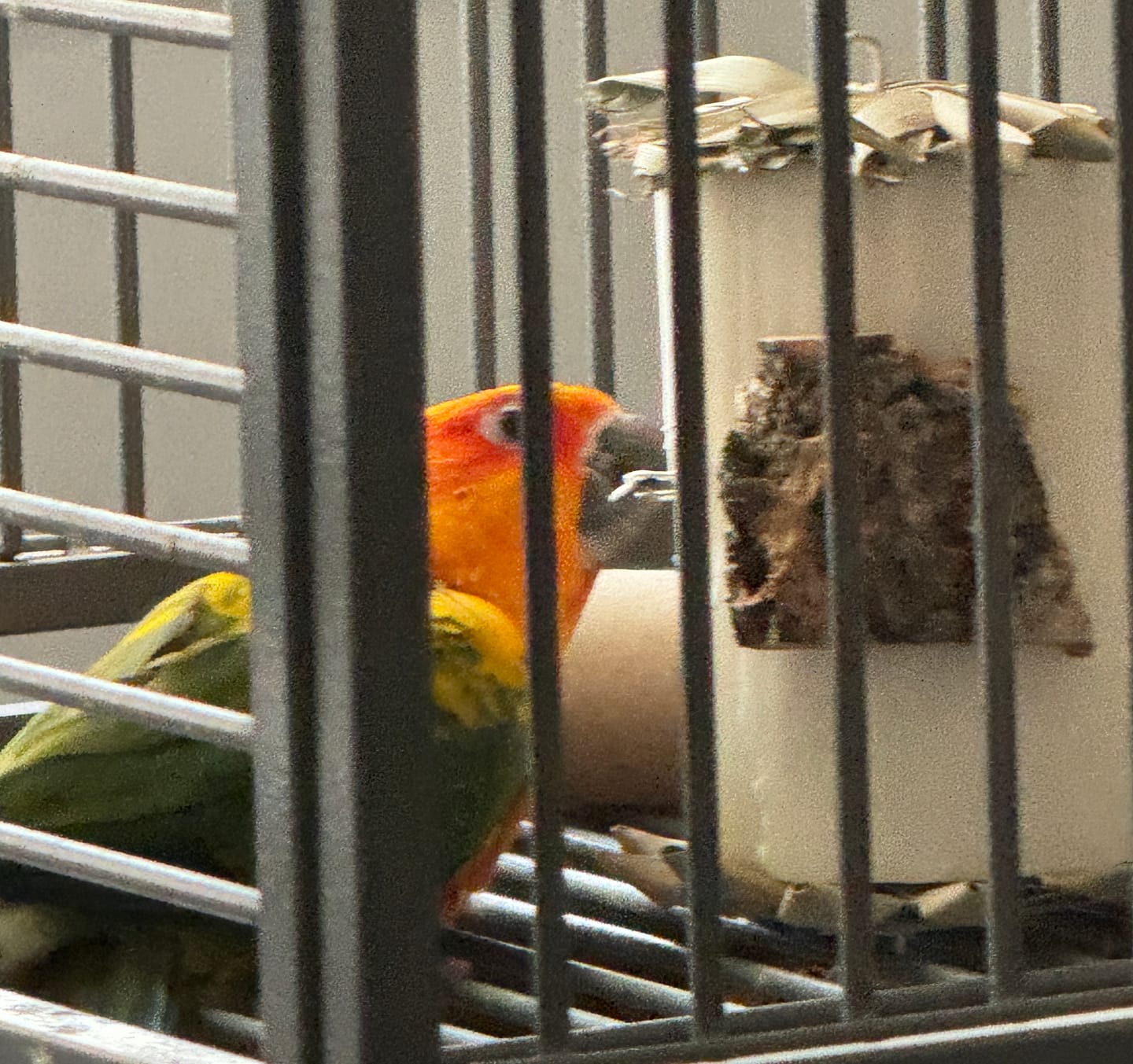 Customer photo review of Sola Roller by Cheep Thrills Bird Toys