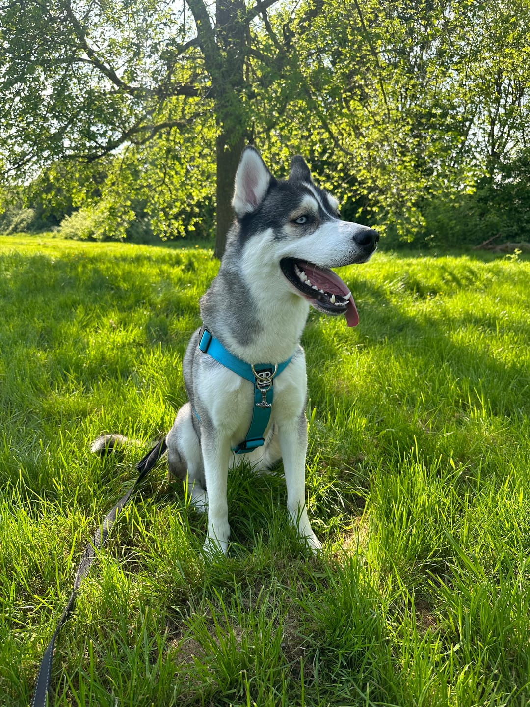 Customer photo review of TRI-Harness® | Anti-Pull, Adjustable & Durable - Dog Trainers Choice -  Light Blue v2.0