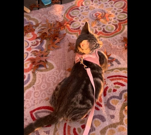 Customer photo review of FIDA Cat Harness and Leash Set for Walking Kitten and Puppy