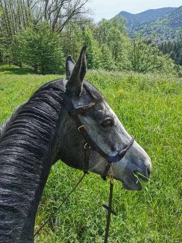 Customer photo review of Soft leather browband