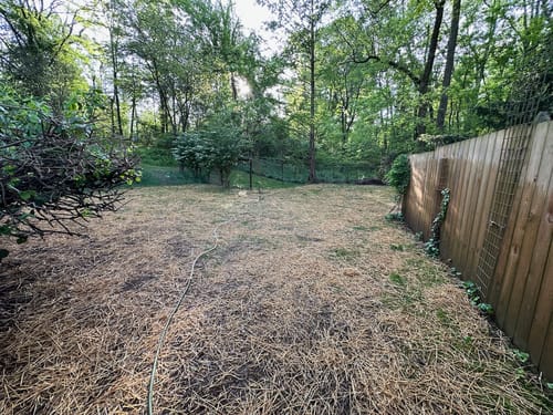 Customer photo review of GCI Turf Type Tall fescue Grass Seed