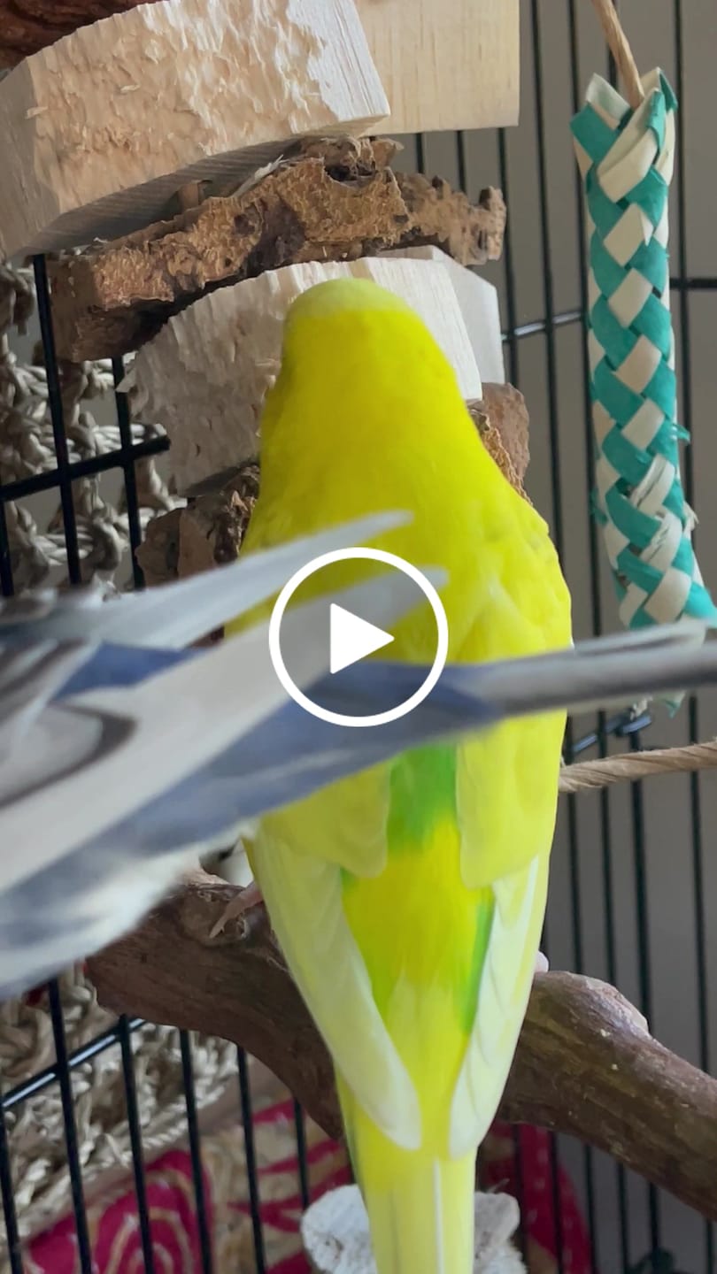 Customer video review of Balsa & Cork Double Stack by Cheep Thrills Bird Toys