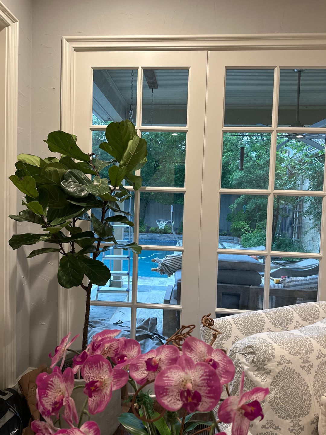 Customer photo review of Fiddle Leaf Fig (Ficus Lyrata)