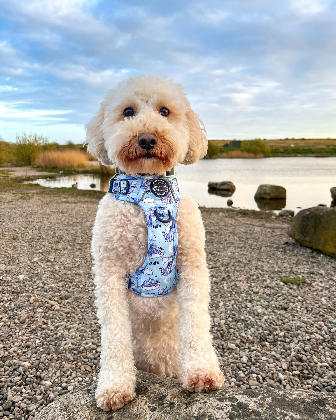 Customer photo review of Disney© Tough Trails™ Harness - Eeyore