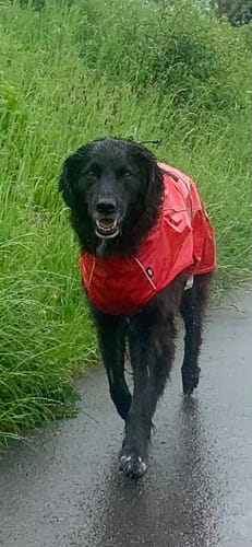 Customer photo review of Vimy Lightweight Waterproof Raincoat with Harness Hole Zip