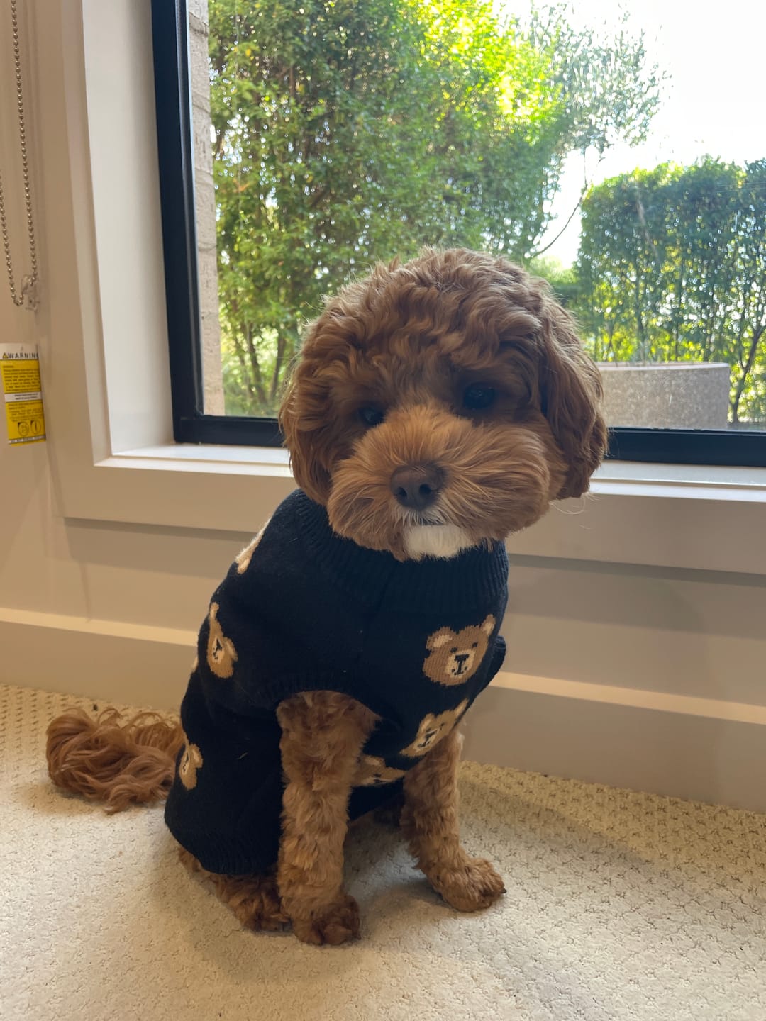 Customer photo review of Broken Teddy Bear Knit Dog Sweater - Black