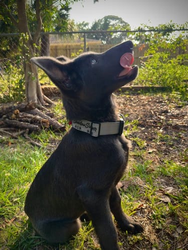 Customer photo review of 1.5" Tacti Slim Dog Collar - Graphite