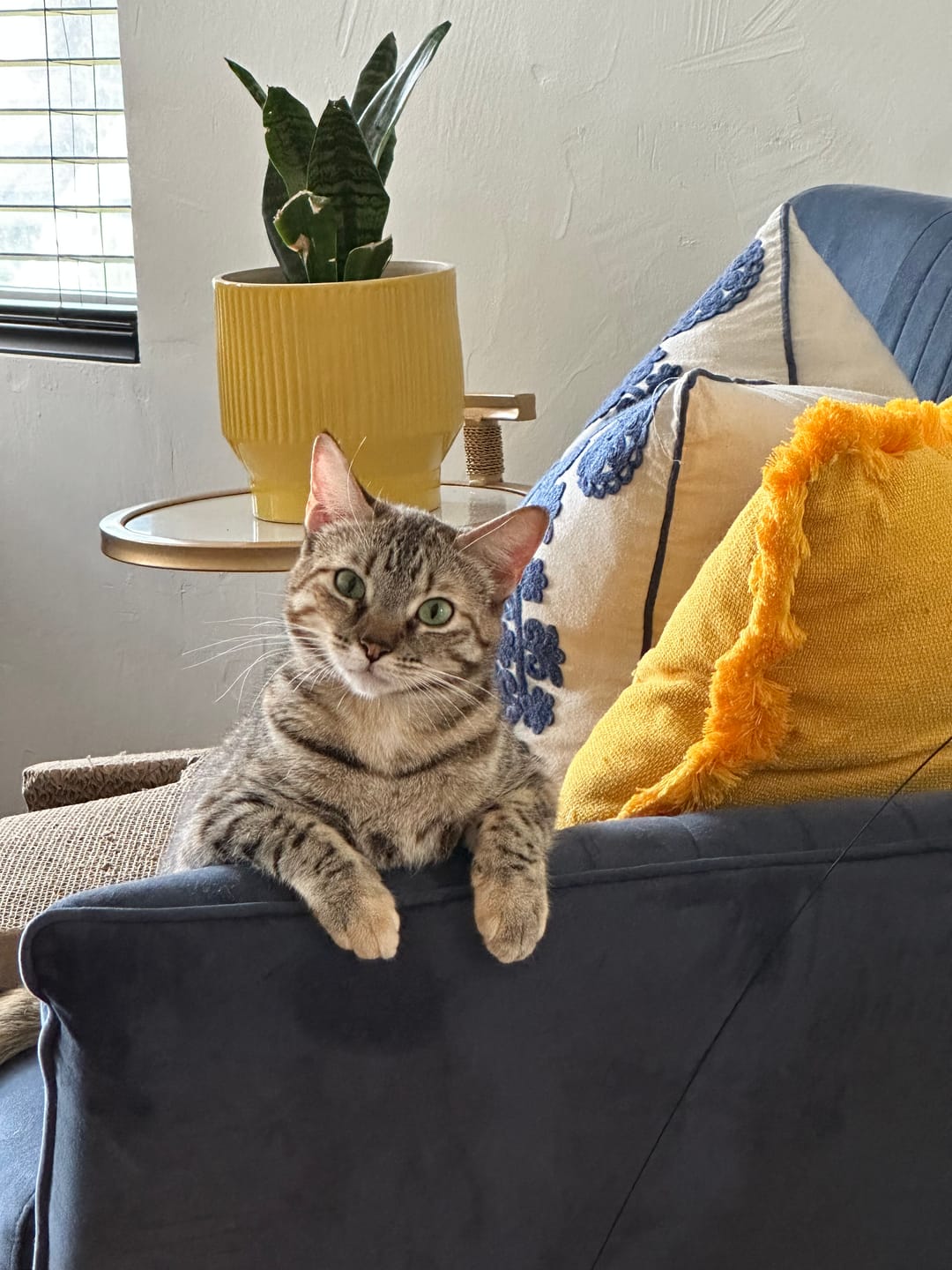 Customer photo review of Replacement Birds (Interactive Bird Simulation Cat Toy)