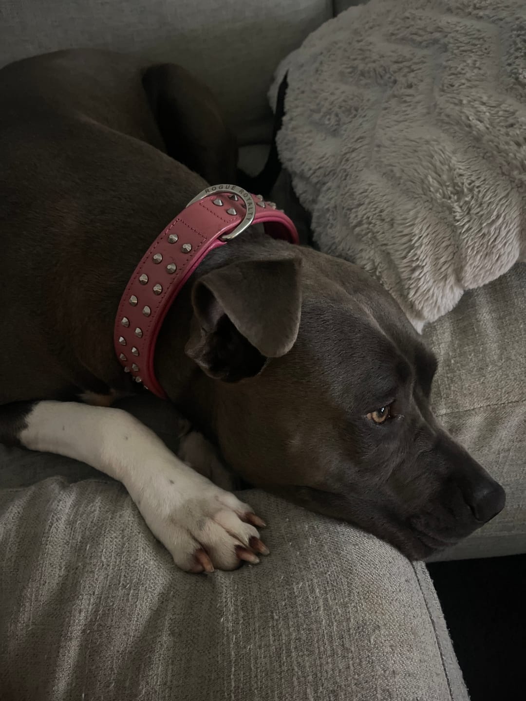 Customer photo review of Hand Made Leather Dog Collar- RuffNeck Pink & Chrome (Regular Fit)