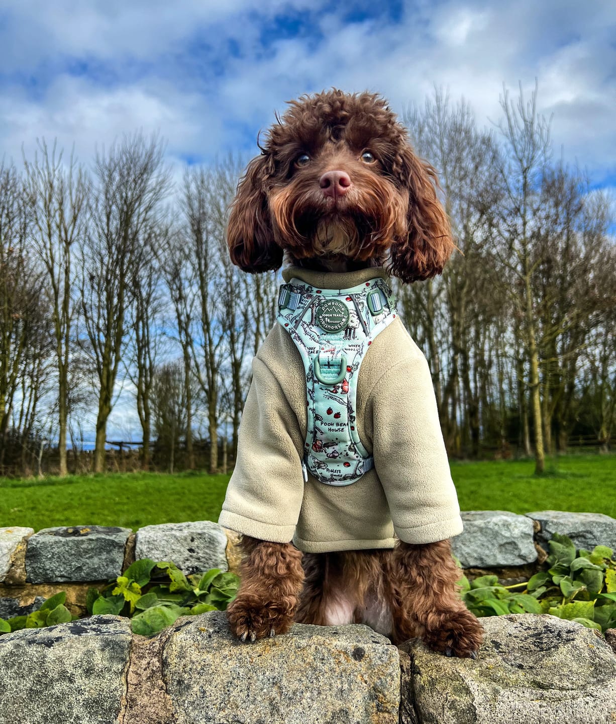 Customer photo review of Disney© Tough Trails™ Harness - 100 Aker Wood