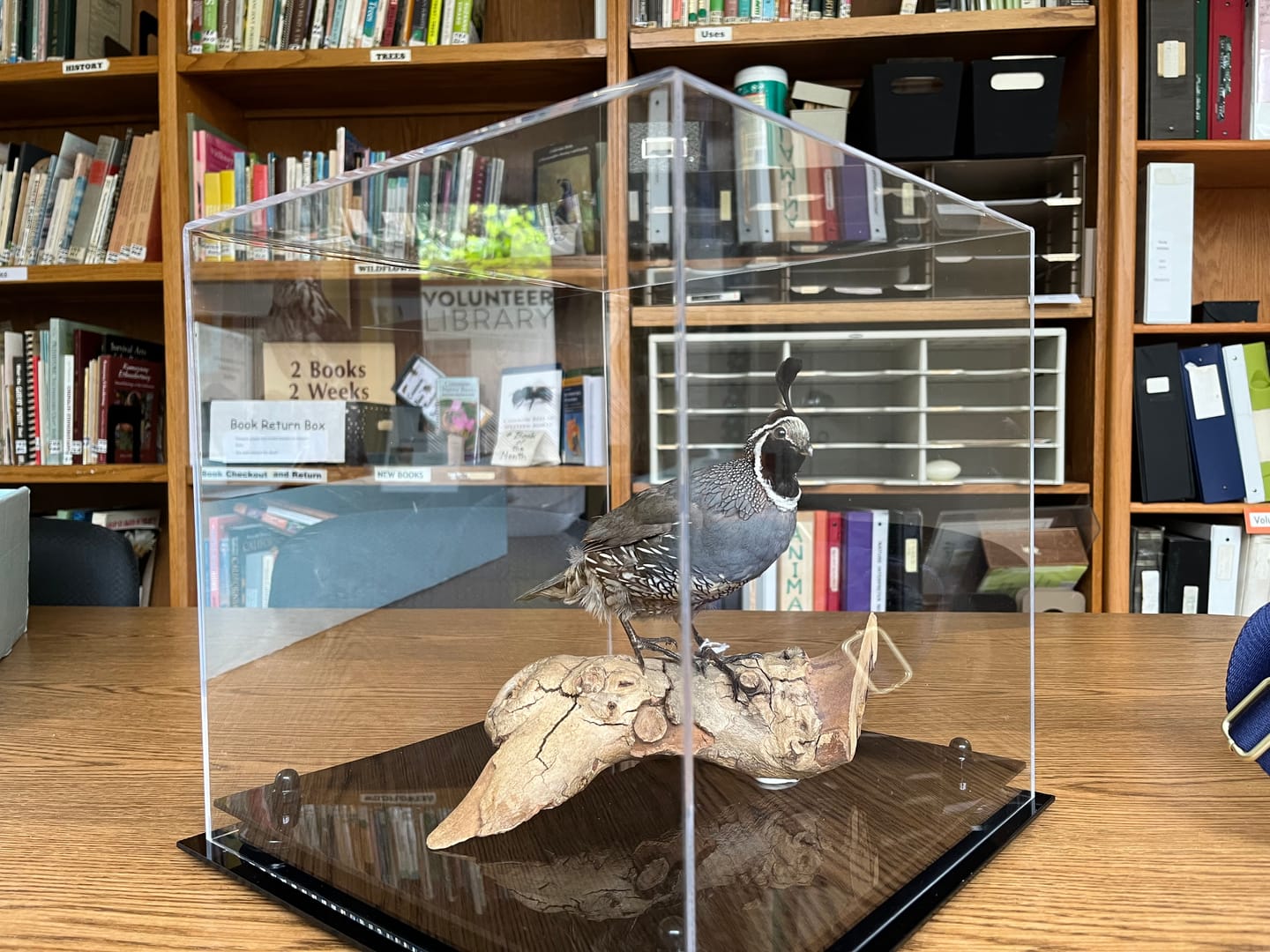 Customer photo review of Acrylic Versatile Display Case  12 X 12 X 12 - Clear (V34/A061)