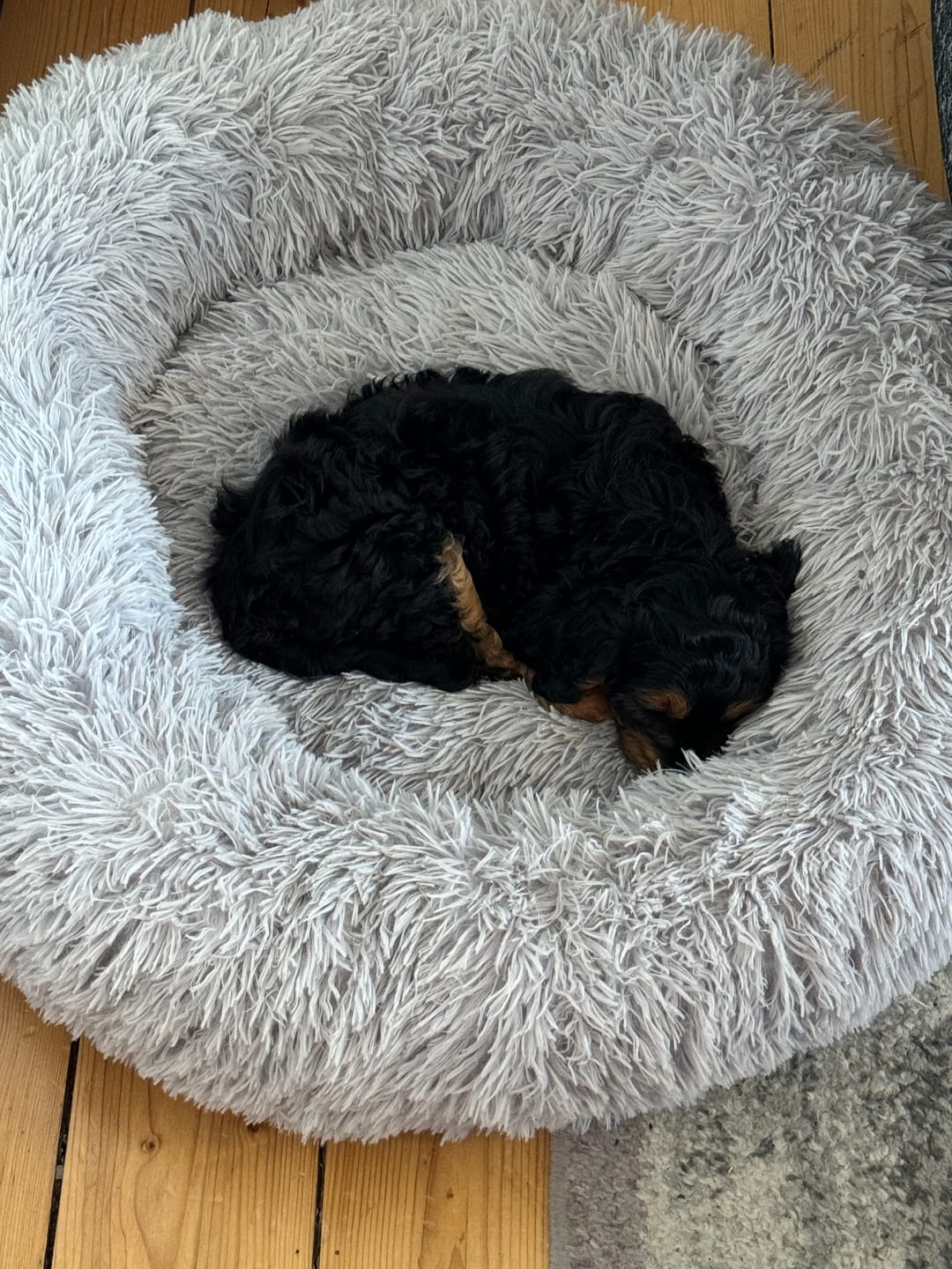 Customer photo review of CalmBlanket