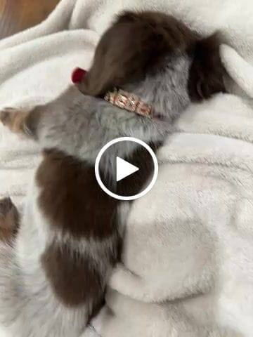 Customer video review of CUSTOM DOG COLLARS WITH STUDDED JEWELRY