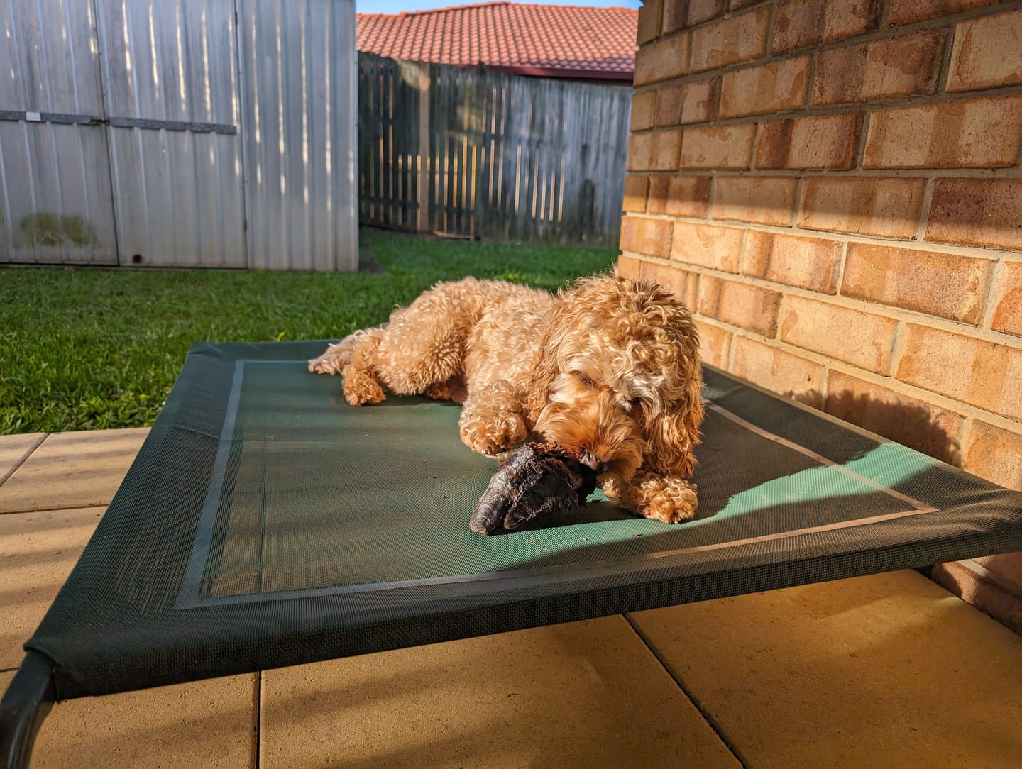 Customer photo review of Beef Hoof filled with Kangaroo Meat