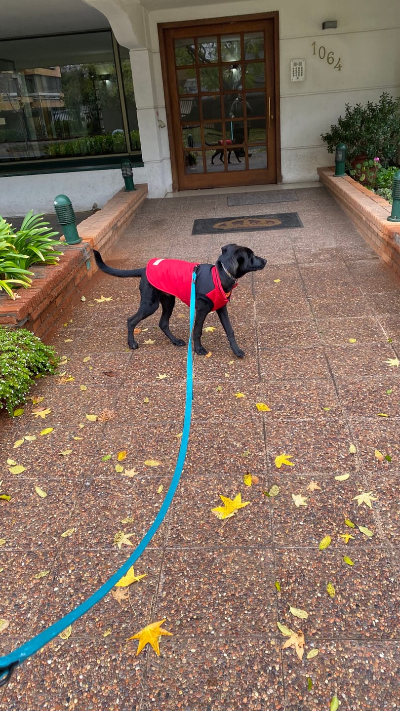 Customer photo review of Correa Larga para Perros - Tactic | 3 mts | Turquoise