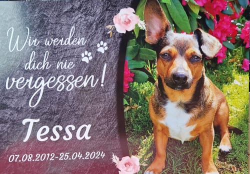 Customer photo review of Katzen Gedenktafel mit Foto & Spruch (UV- & Wetterfest)