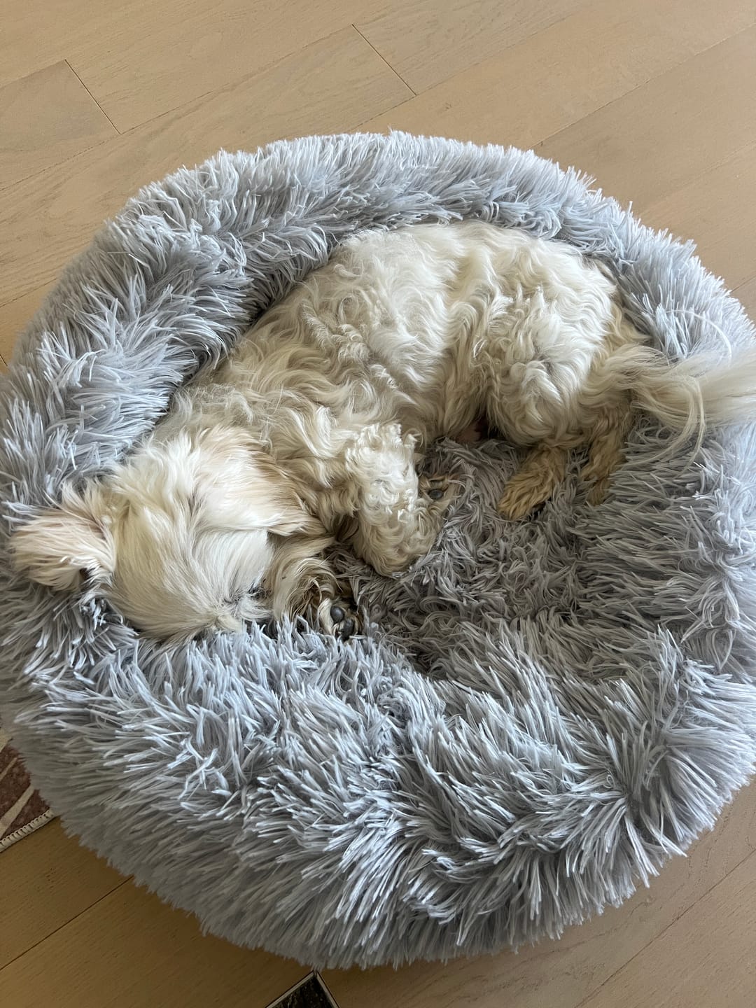Customer photo review of Umirujući Krevet za Pse