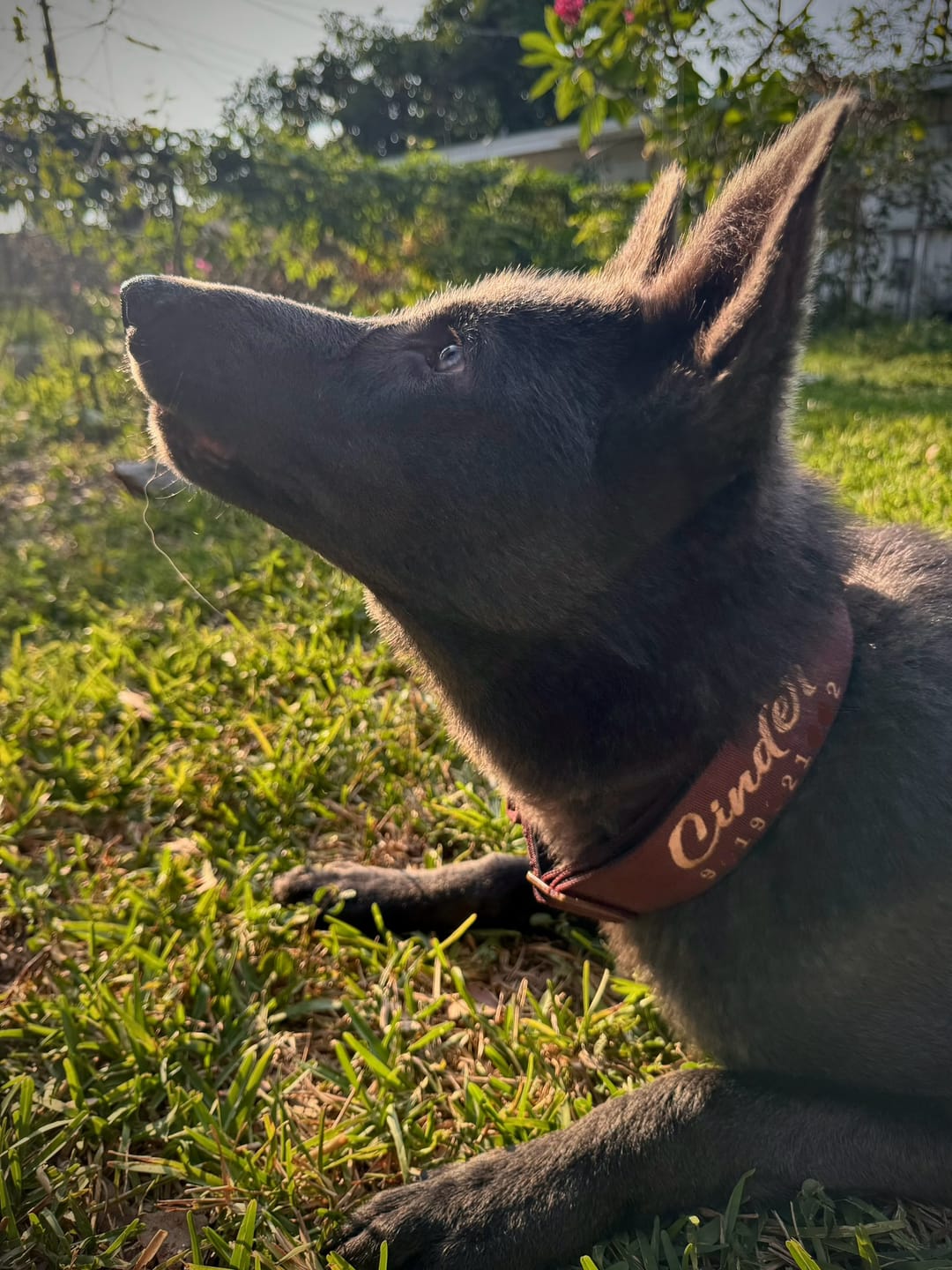 Customer photo review of 2" Tacti Luxe Dog Collar - Rose Gold - Chocolate