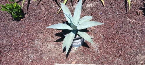 Customer photo review of Blue Agave