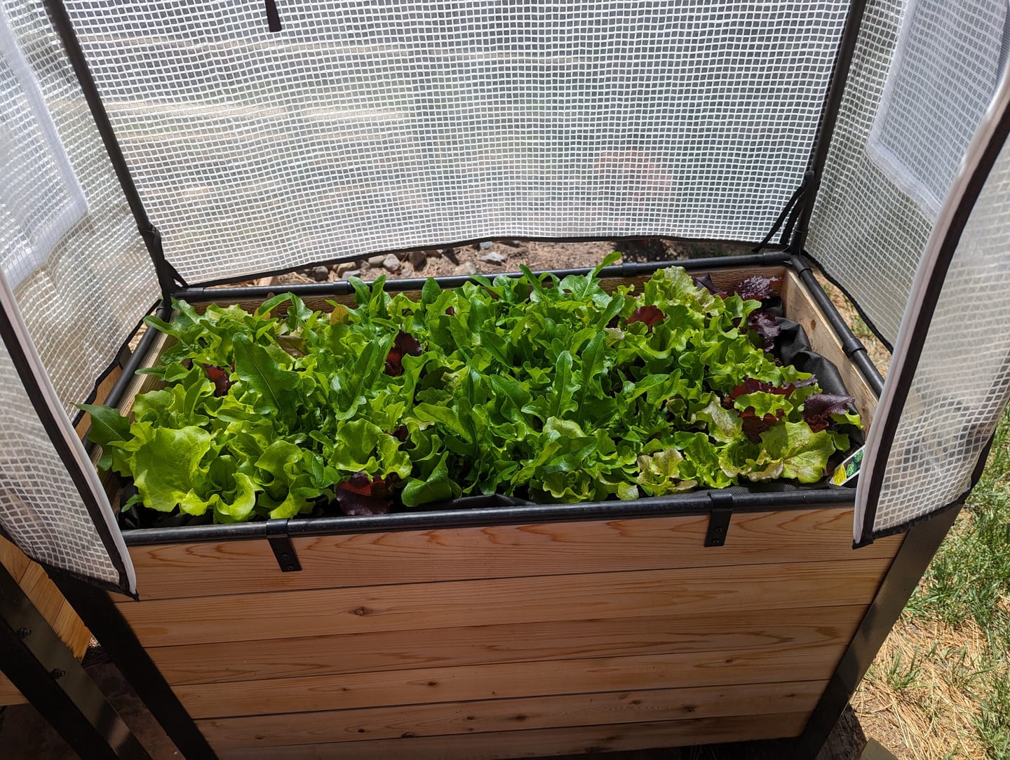 Customer photo review of Greenhouse Cover