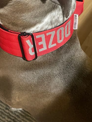 Customer photo review of Red Bully Proof Collar