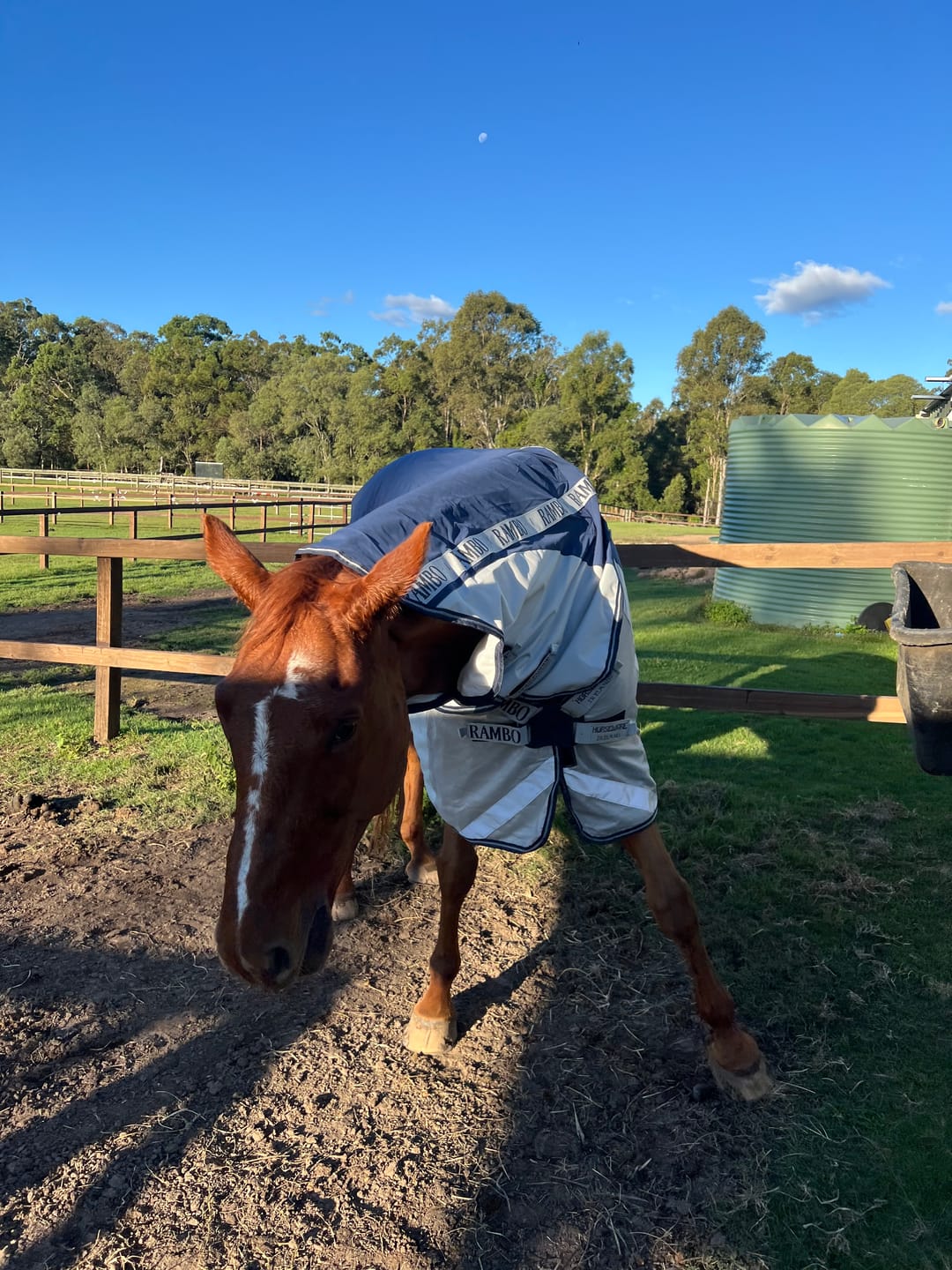 Customer photo review of Rambo Autumn Series Turnout