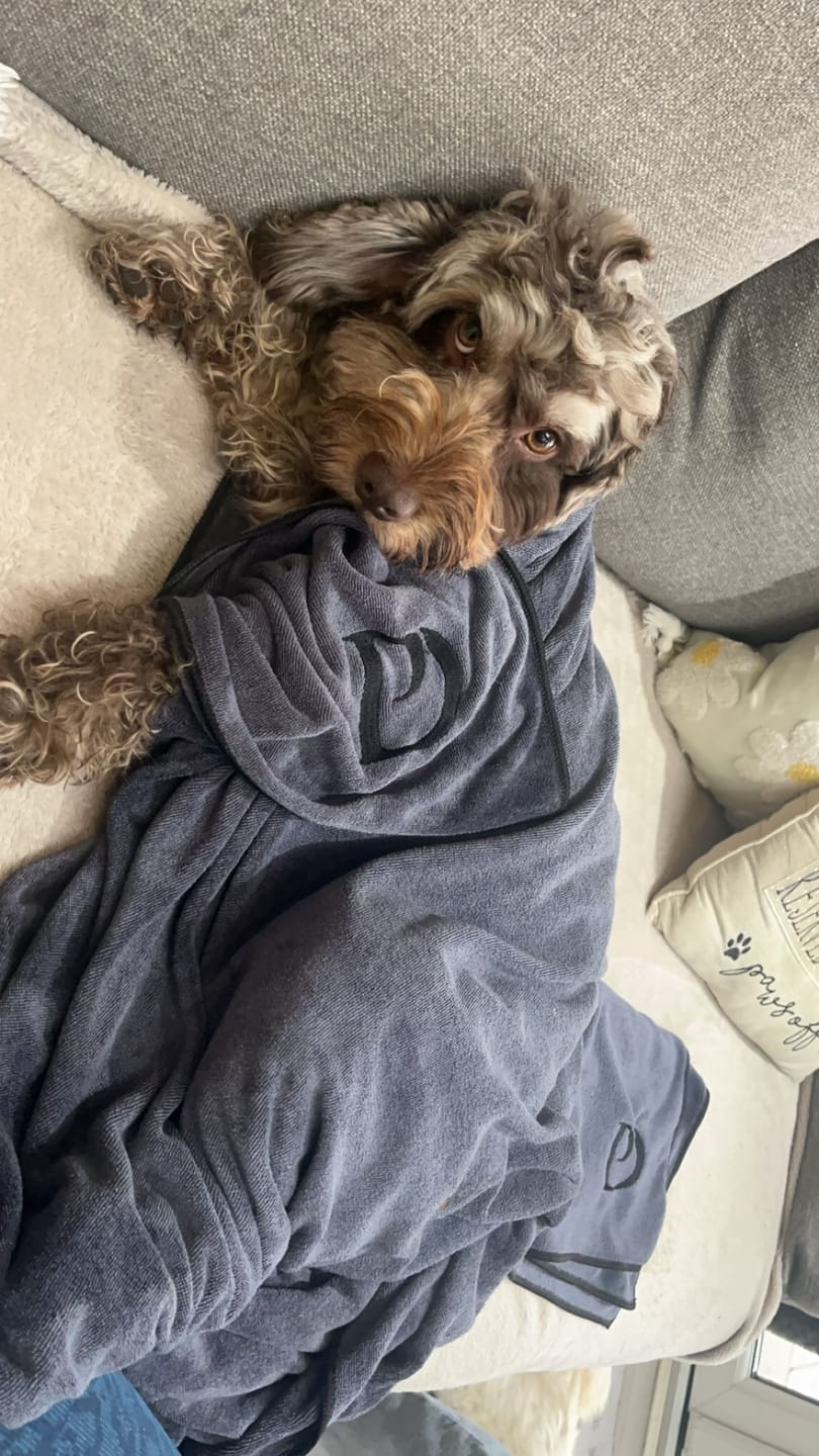 Customer photo review of Luxury Dog Towel