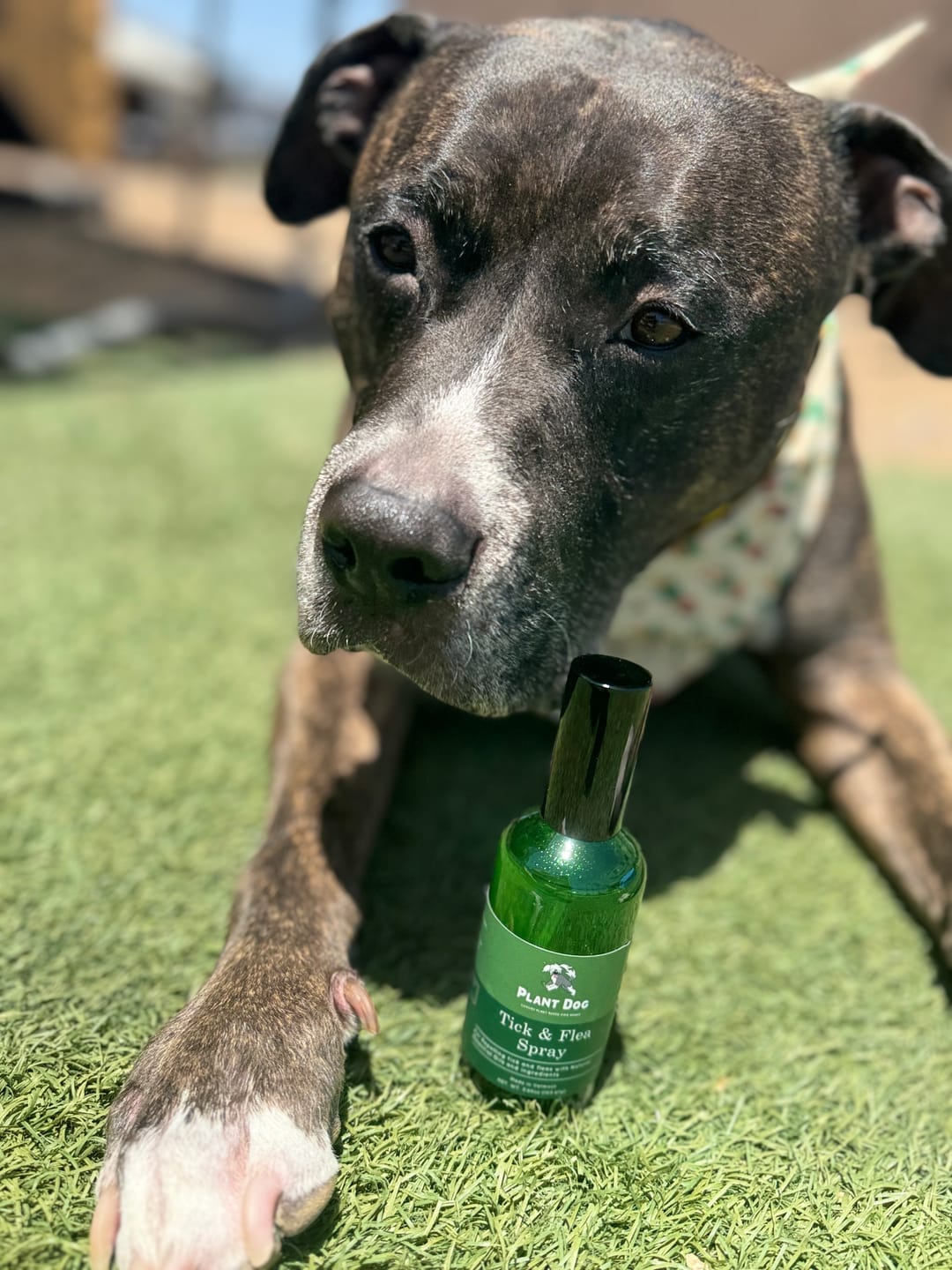 Customer photo review of Natural Tick and Flea Repellent Spray