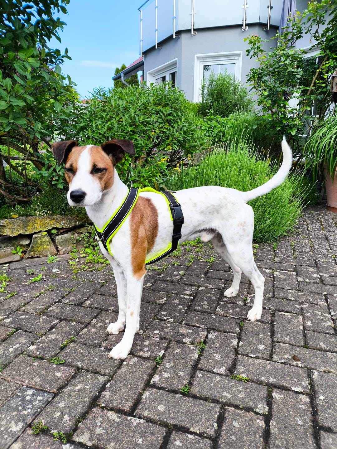 Customer photo review of Windhundgeschirr REFLEX "Yellow"