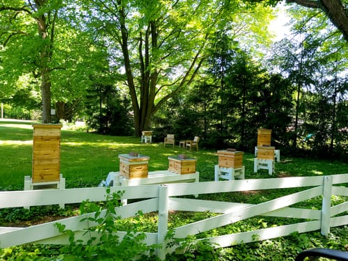 Customer photo review of BeeCastle Logo Free 2 SETS 10 Frame 3 Layer Beehive:Cedar Wood Bee Hive with Beeswax Coated Plastic Foundation and Wooden Frames. Unassembled Hive Includes 2 Deep Boxes and 1 Medium Box for an Organic Beekeeping Journey