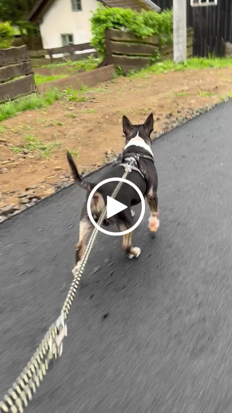 Customer video review of Active Harness | With Handle - Padded Lining & Highly Reflective - Black