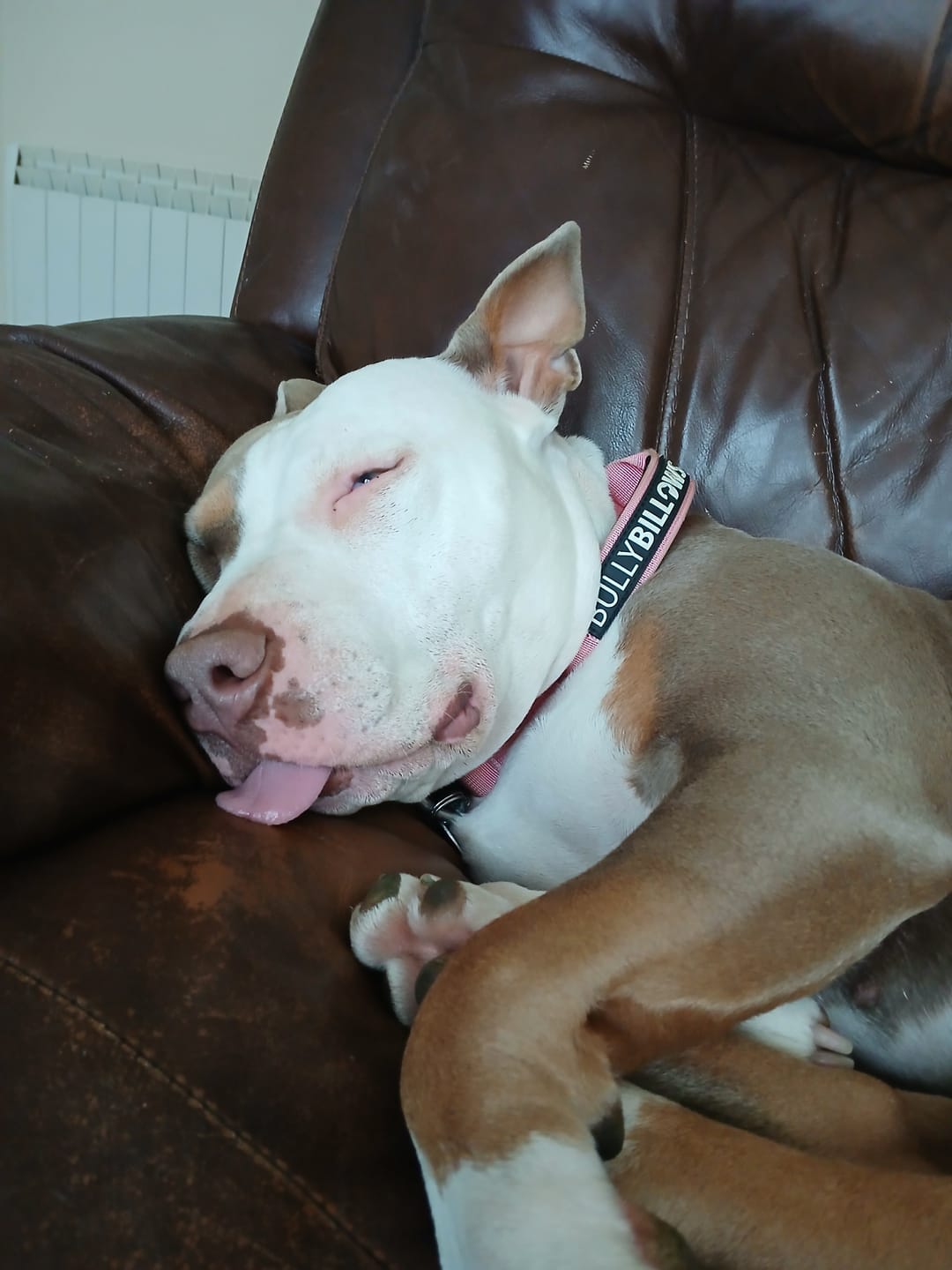 Customer photo review of 5cm Combat® Collar | With Handle & Rated Clip - Pink v2.0