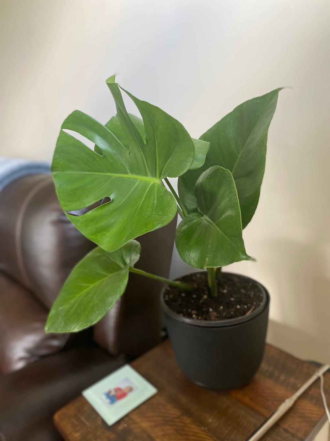 Customer photo review of Monstera Deliciosa, Swiss Cheese