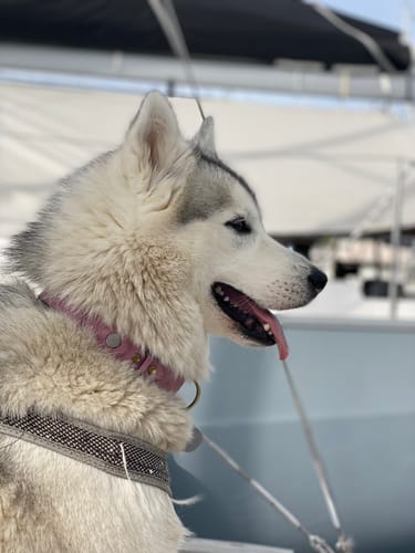 Customer photo review of Keepaws™ Leather AirTag Collar