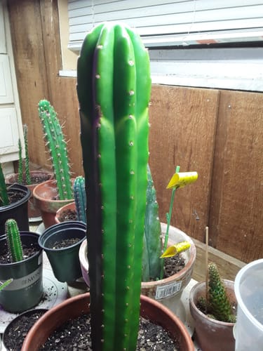 Customer photo review of New Zealand San Pedro Cactus | Non-PC |  Echinopsis (Trichocereus) pachanoi