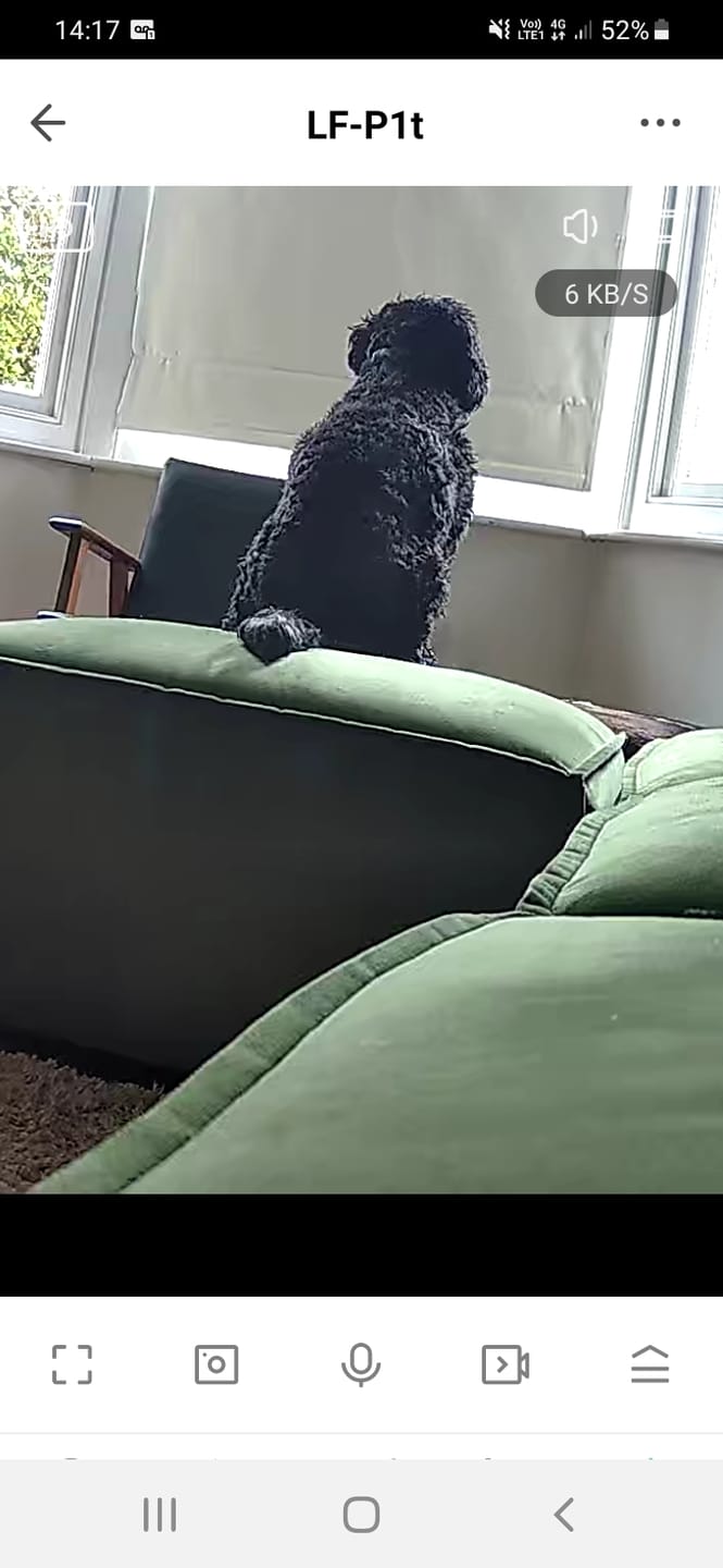 Customer photo review of Rechargeable Anti Bark Training Collar - Sound & Vibration - No Shock