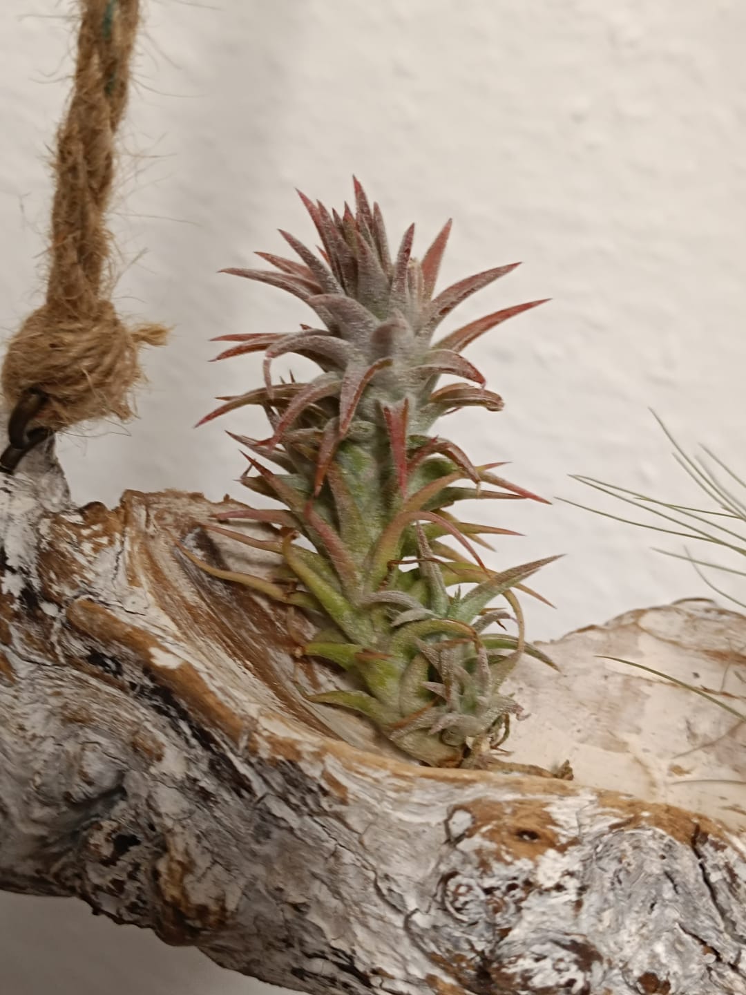 Customer photo review of Tillandsia vanhyningii