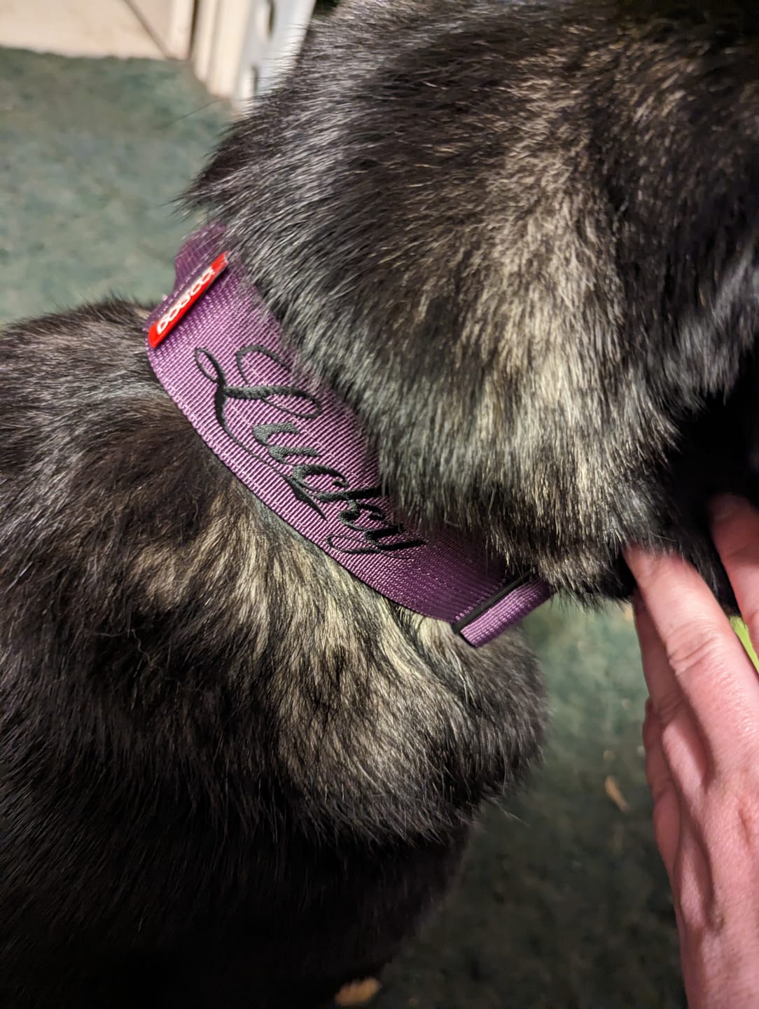Customer photo review of 1.5" Tacti Slim Dog Collar - Grape