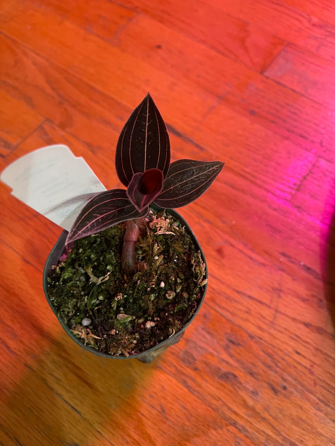 Customer photo review of Orchid Ludisia discolor