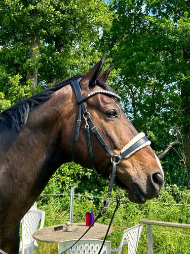 Customer photo review of Harmony Bridle - anatomische gebisslose Trense mit Crystal Stirnband