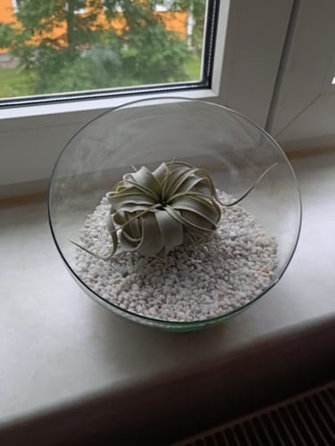 Customer photo review of Tillandsia xerographica 'Bonsai'