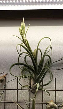 Customer photo review of Long John (pseudobaileyi x intermedia)