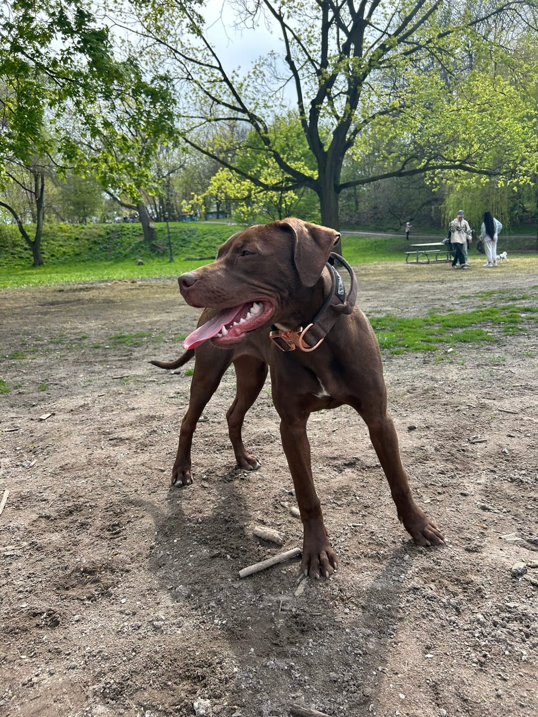 Customer photo review of 1.5" Tacti Dog Collar Slim Luxe - Rose Gold - Chocolate