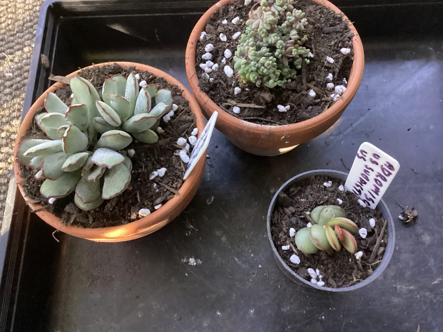 Customer photo review of Sedum dasyphyllum 'Lilac Mound'