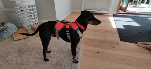 Customer photo review of Sighthound Escape Proof Harness