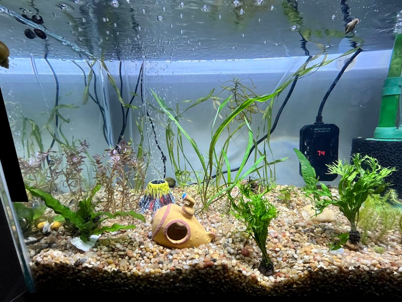 Customer photo review of Cryptocoryne Spiralis